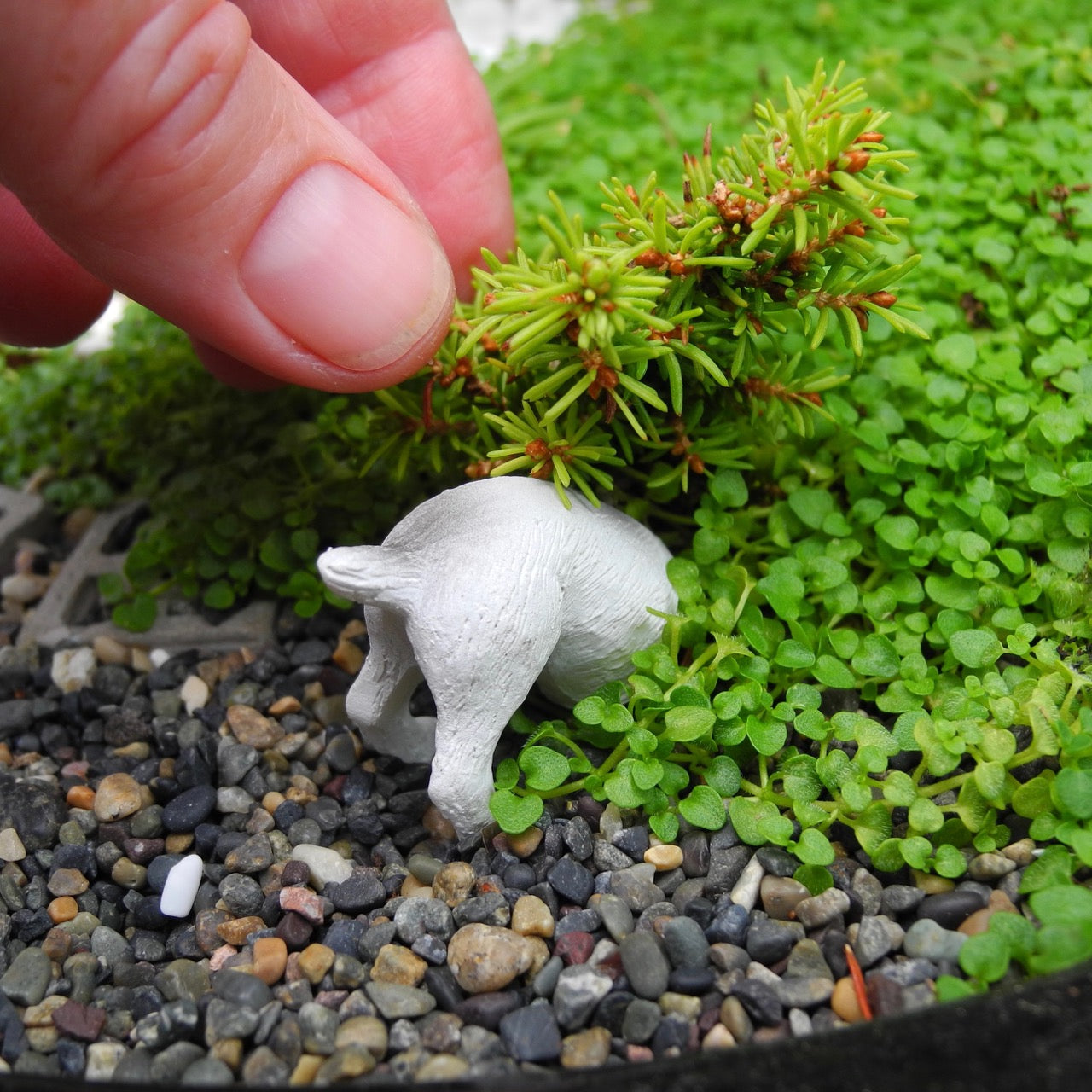 Janit's Top Picks - Favorite Miniature Garden Plants & Accessories