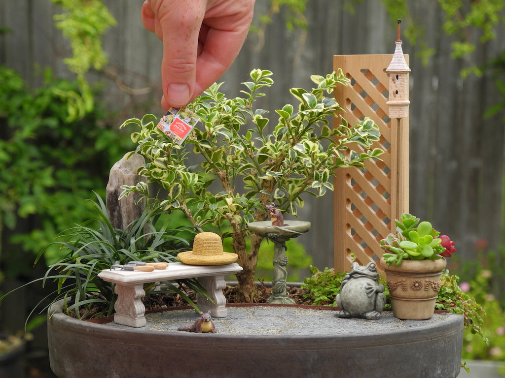 Indoor Miniature Plants - Small Houseplants for Tiny Gardens  Two Green  Thumbs Miniature Garden Center