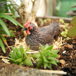 Mini Garden Chicken: Lil' Pet Hen + Bedding