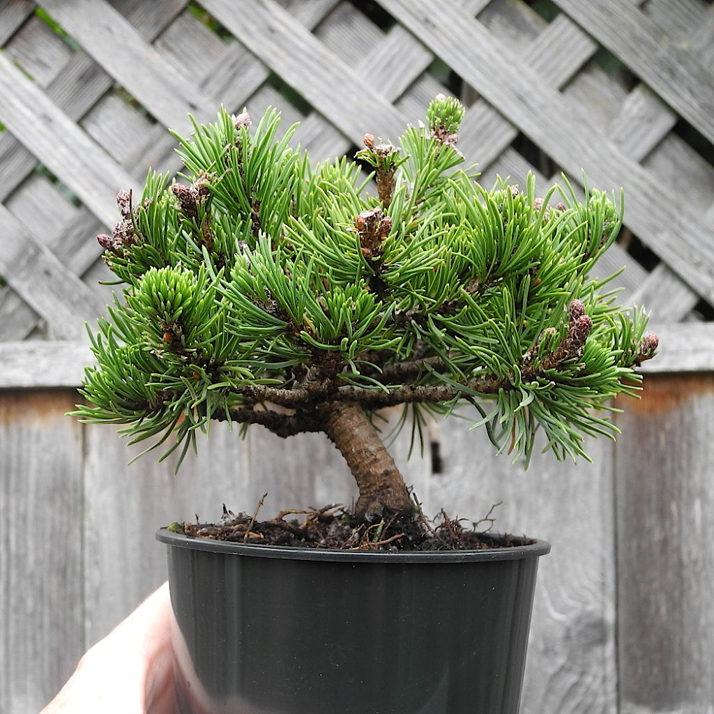 PINUS BONSAI DELUXE h 55 tronco in legno