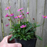 Fairy Plant: Radiant Magenta Cut-Leaf Daisy - Brachyscome 'Radiant Magenta'