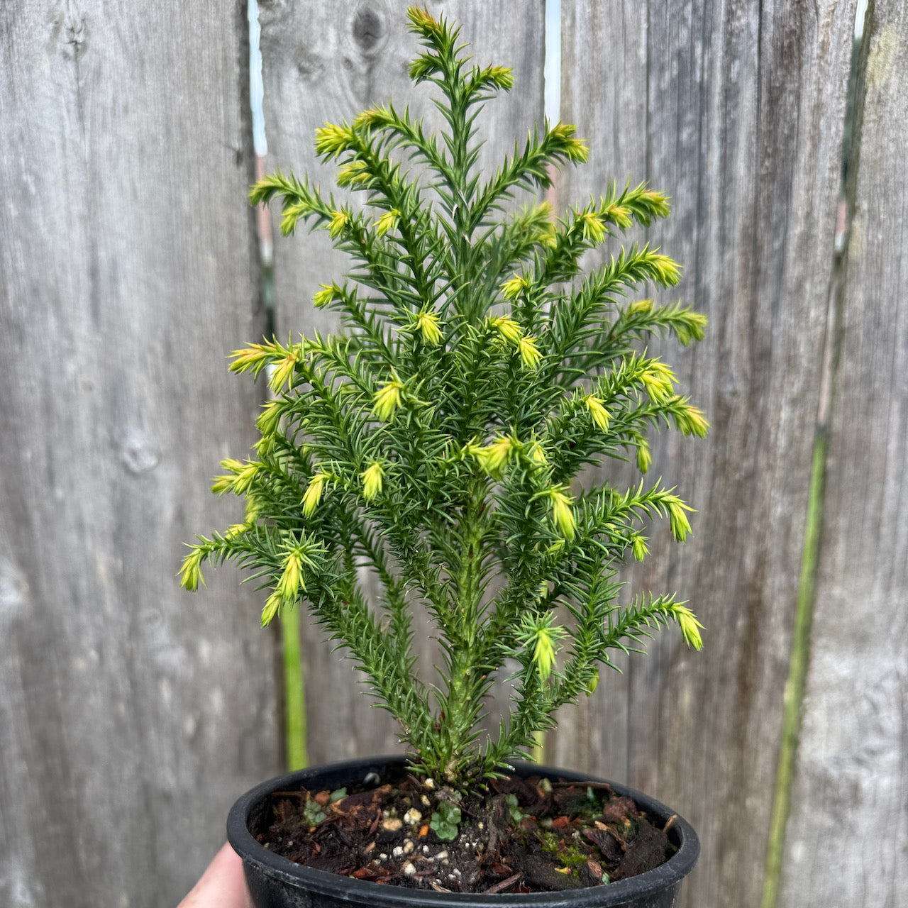 Miniature Garden Japanese Cedar, Cryptomeria japonica 'Golden