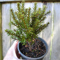 Jalako Red Plum Pine - Podocarpus nivalis 'Jalako Red'