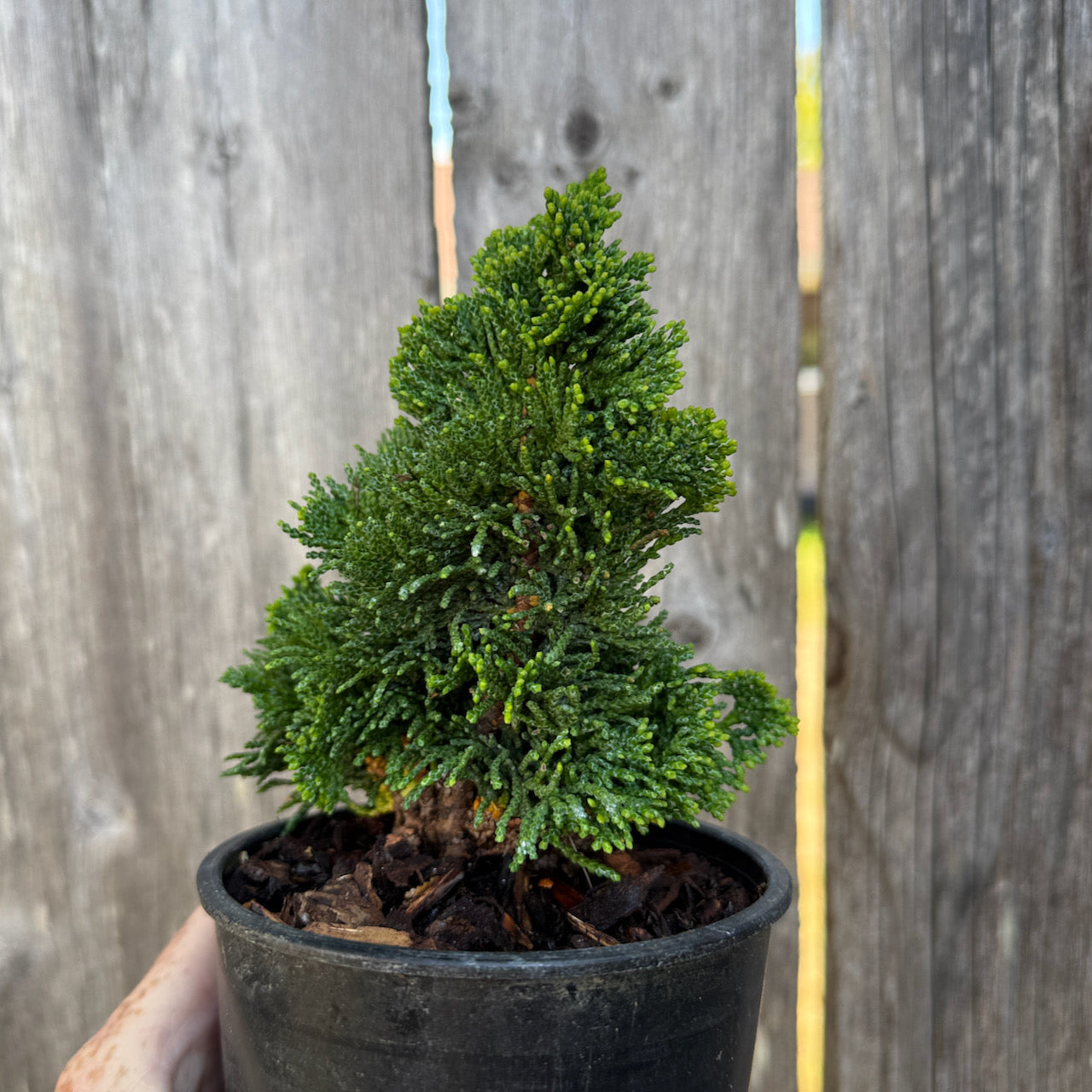 Thoweil Hinoki Cypress - Chamaecyparis obtusa 'Thoweil' – Two