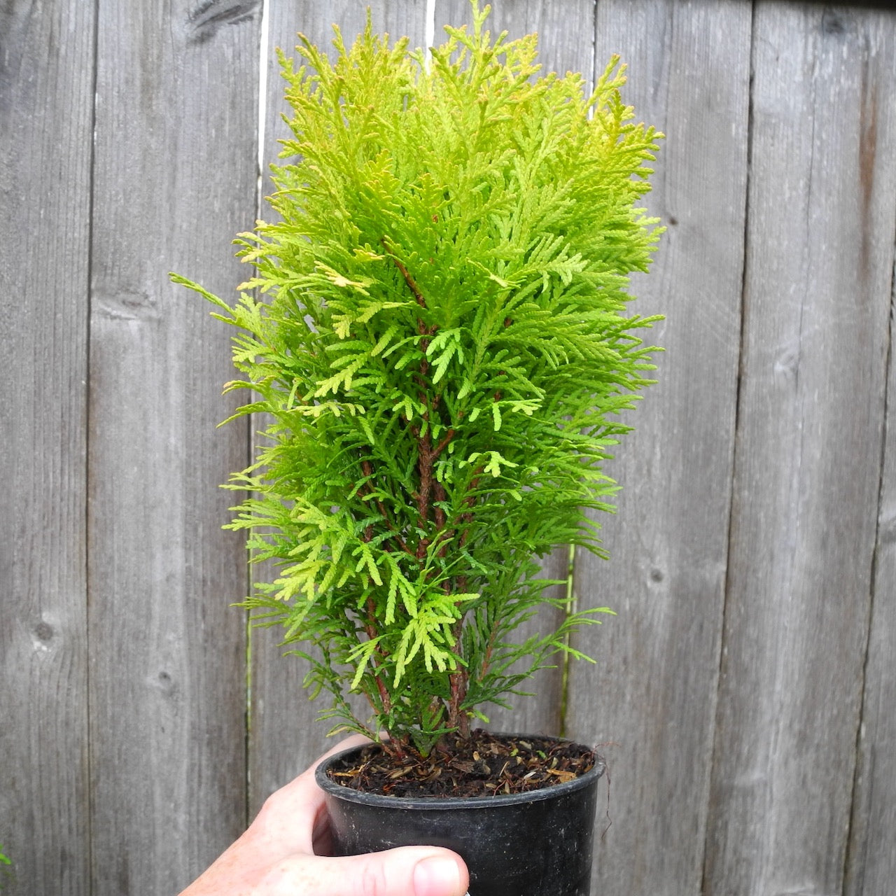 Autumn Moon Arborvitae - Thuja occidentalis 'Autumn Moon'