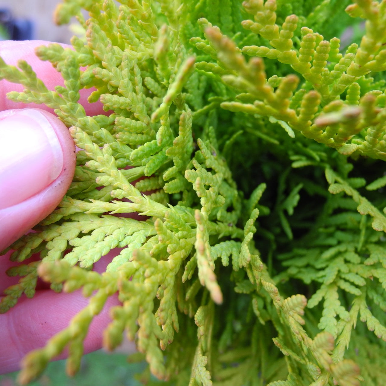 Autumn Moon Arborvitae - Thuja occidentalis 'Autumn Moon'