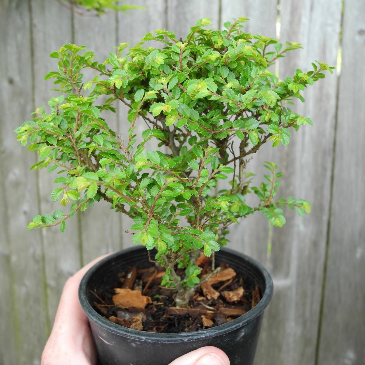 Seiju Dwarf Lacebark Elm ~ Ulmus parvifolia 'Seiju'