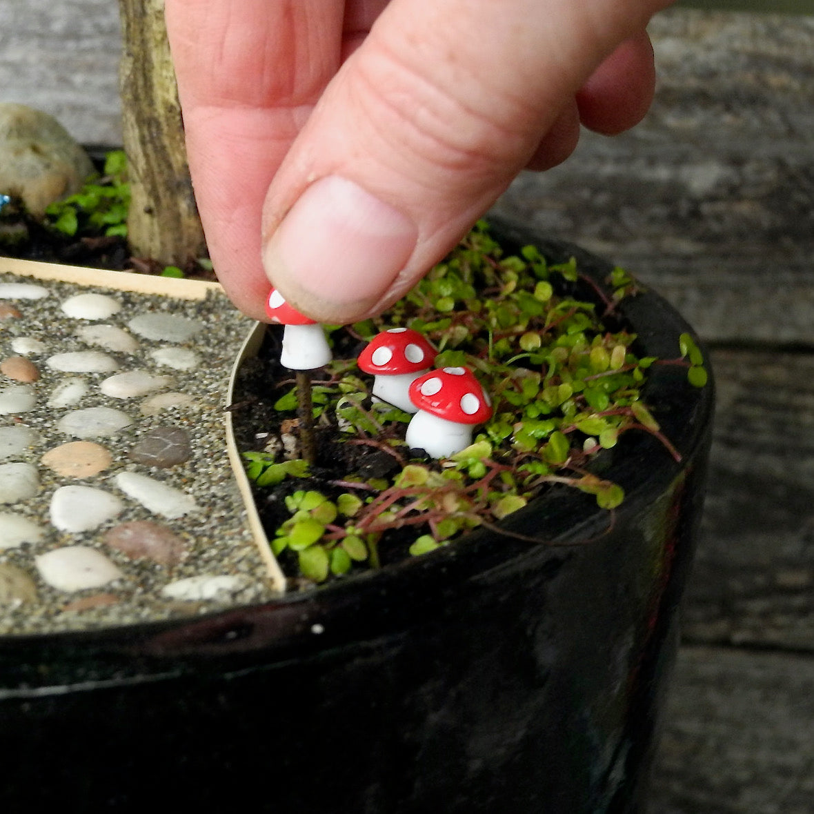 Deals Mini Mushroom Garden