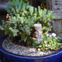 Blue Star Dwarf Juniper - Juniperus squamata 'Blue Star'