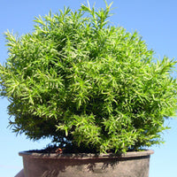 Cumulus Sawara Cypress - Chameacyparis pisifera 'Cumulus'