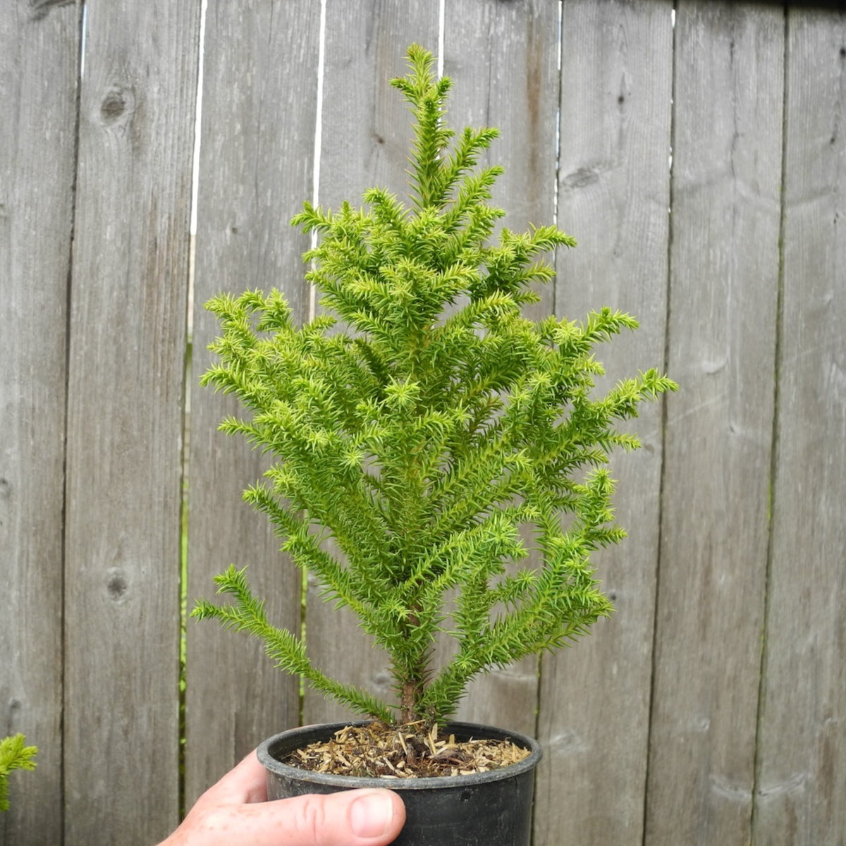 Cedar (Cryptomeria Japonica) Bonsai Seeds