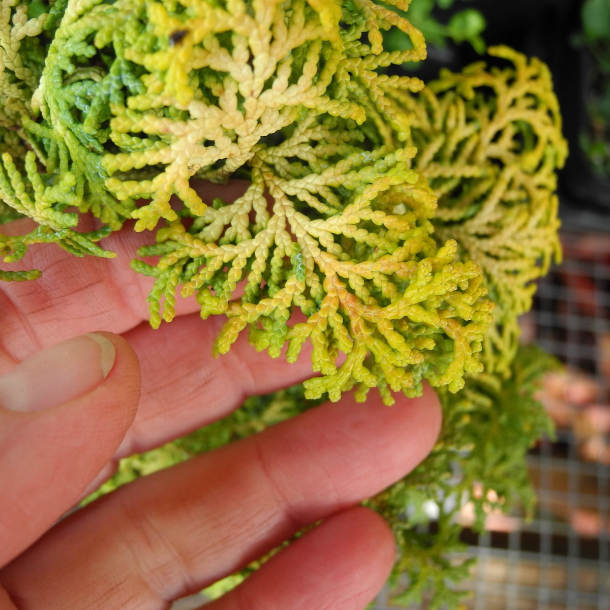 Mini Garden Melody Dwarf Hinoki Cypress - Chamaecyparis