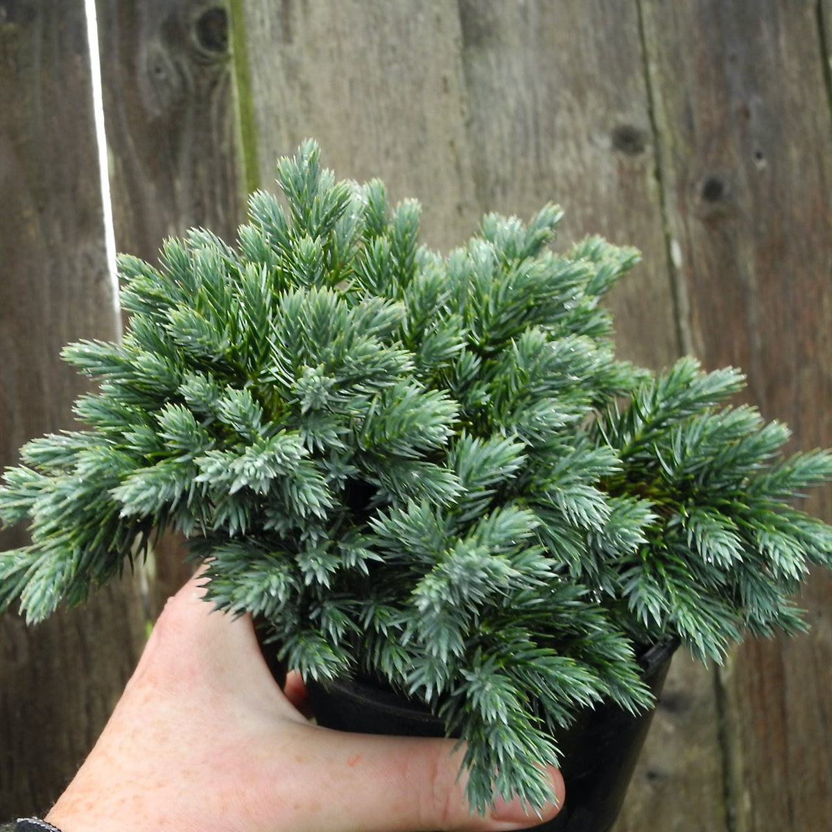 Blue Star Dwarf Juniper - Juniperus squamata 'Blue Star'