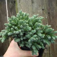 Blue Star Dwarf Juniper - Juniperus squamata 'Blue Star'