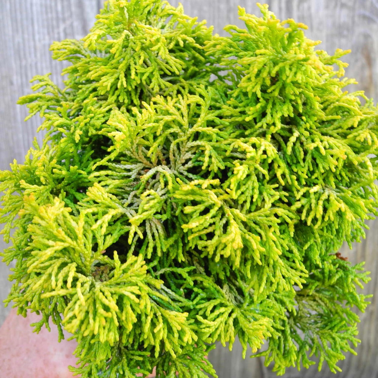 Butter Ball Dwarf Hinoki Cypress - Chameacyparis obtusa 'Butter Ball'