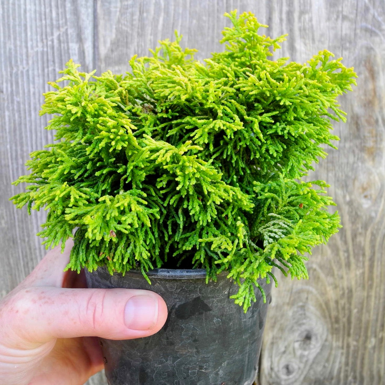 Butter Ball Dwarf Hinoki Cypress - Chameacyparis obtusa 'Butter Ball'