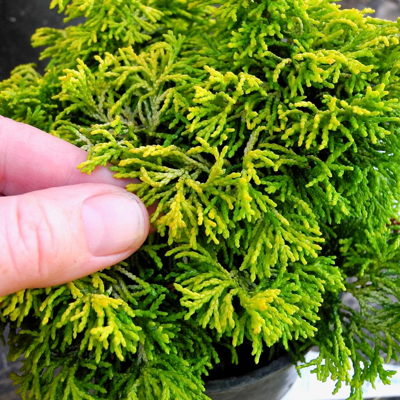 Butter Ball Dwarf Hinoki Cypress - Chameacyparis obtusa 'Butter Ball'