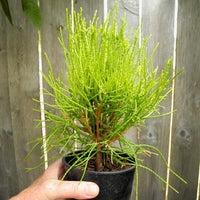 Franky Boy Oriental Arborvitae - Thuja orientalis 'Franky Boy'