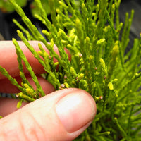 Franky Boy Oriental Arborvitae - Thuja orientalis 'Franky Boy'