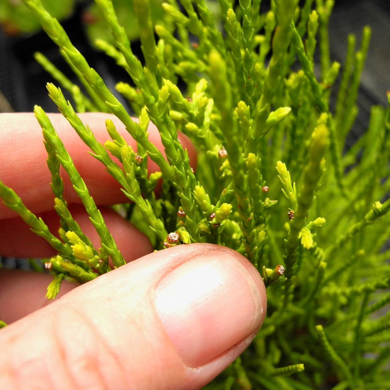 Franky Boy Oriental Arborvitae - Thuja orientalis 'Franky Boy'
