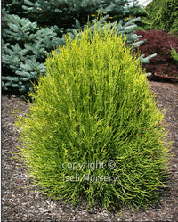 Franky Boy Oriental Arborvitae - Thuja orientalis 'Franky Boy'