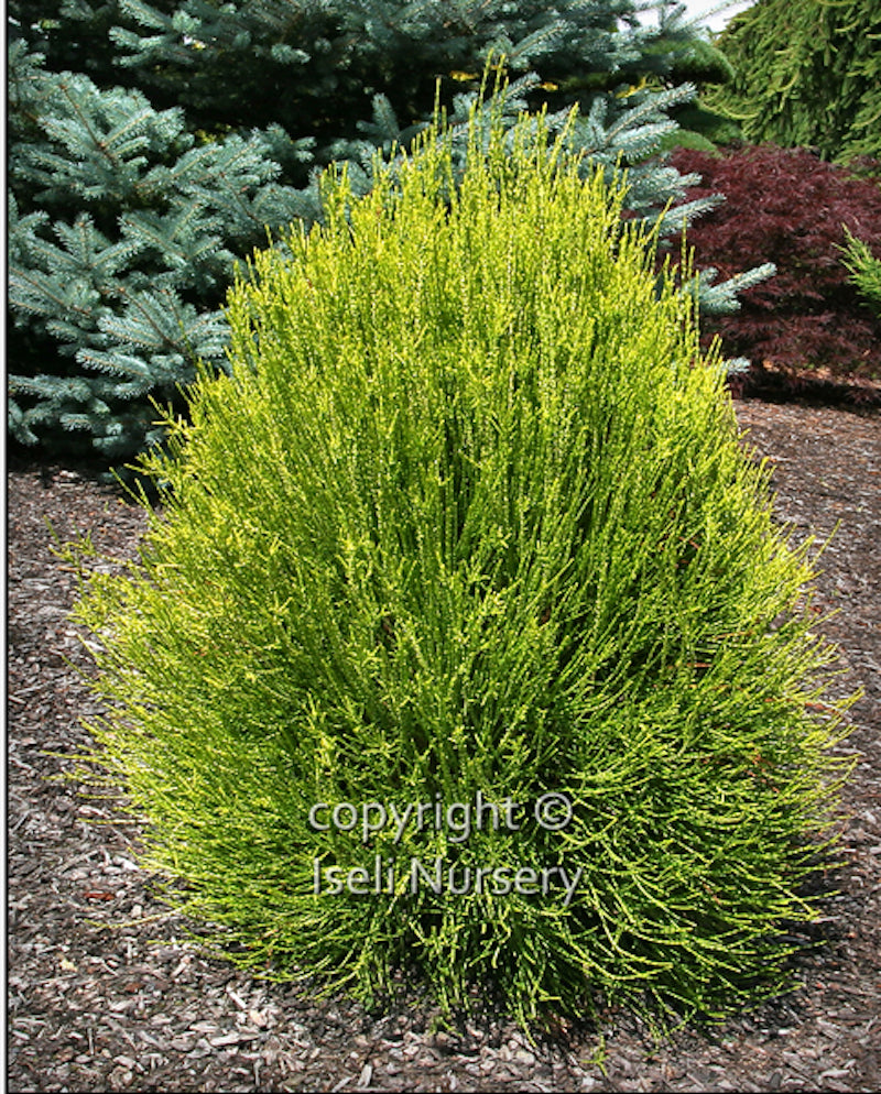 Franky Boy Oriental Arborvitae - Thuja orientalis 'Franky Boy'