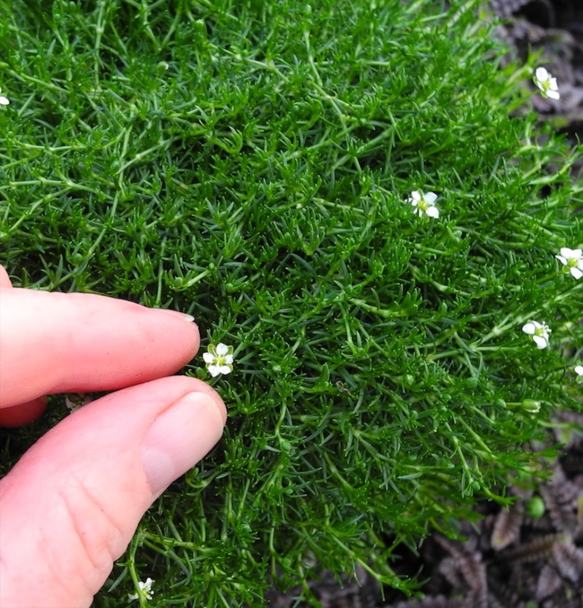 Irish Moss - Sagina subulata