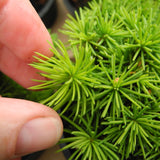 Jana Miniature Norway Spruce  - Picea abies 'Jana'