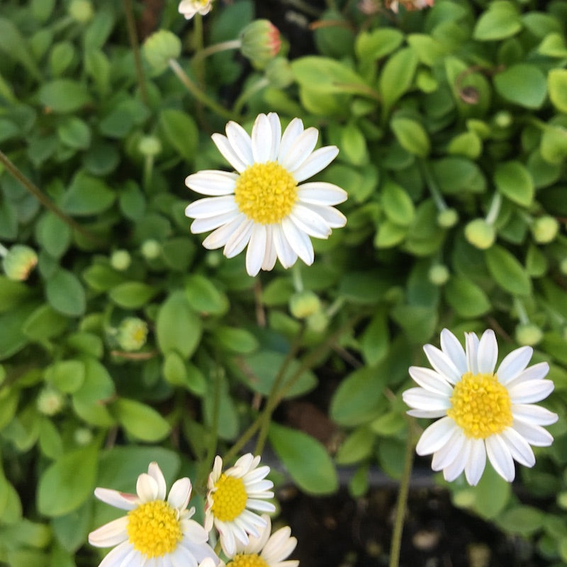 Miniature Garden Miniature Daisies Bellium minutum Two Green Thumbs