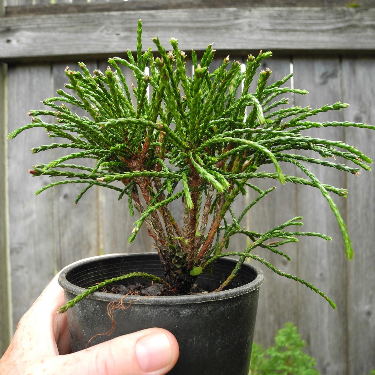 Whipcord Western Red Cedar - Thuja plicata 'Whipcord'