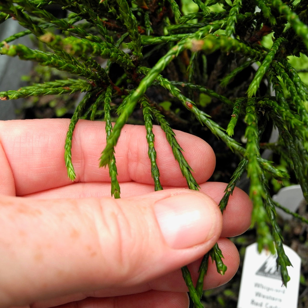 Whipcord Western Red Cedar - Thuja plicata 'Whipcord'