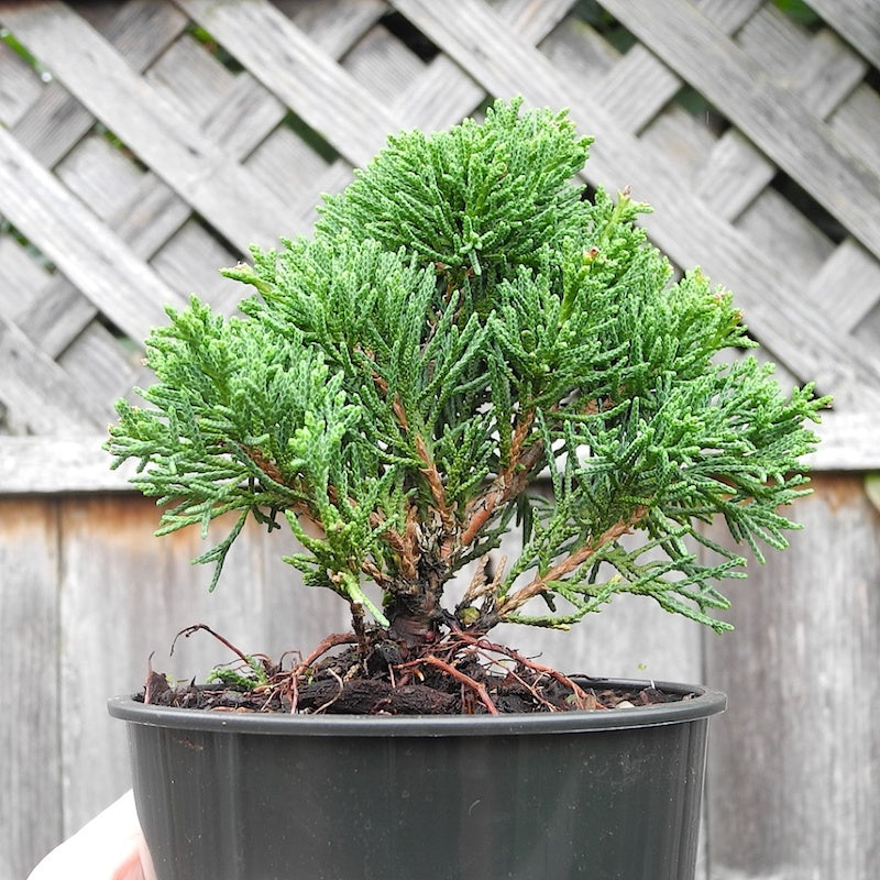 Title: Breathe Life Into Your Home with Indoor Bonsai Trees