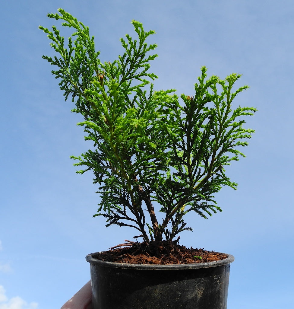 Gold Thread Cypress Shrub – Green Thumbs Garden