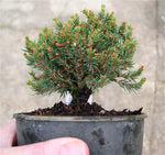 Blue Planet Miniature Spruce -  Picea glauca ‘Blue Planet’