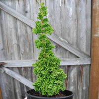 Primo Dwarf Arborvitae - Thuja occidentalis 'Primo'