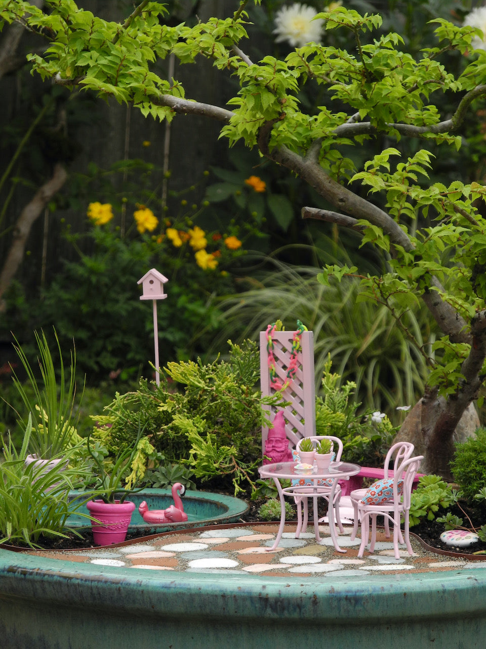 About Mini Garden Broadleaf Trees and Shrubs