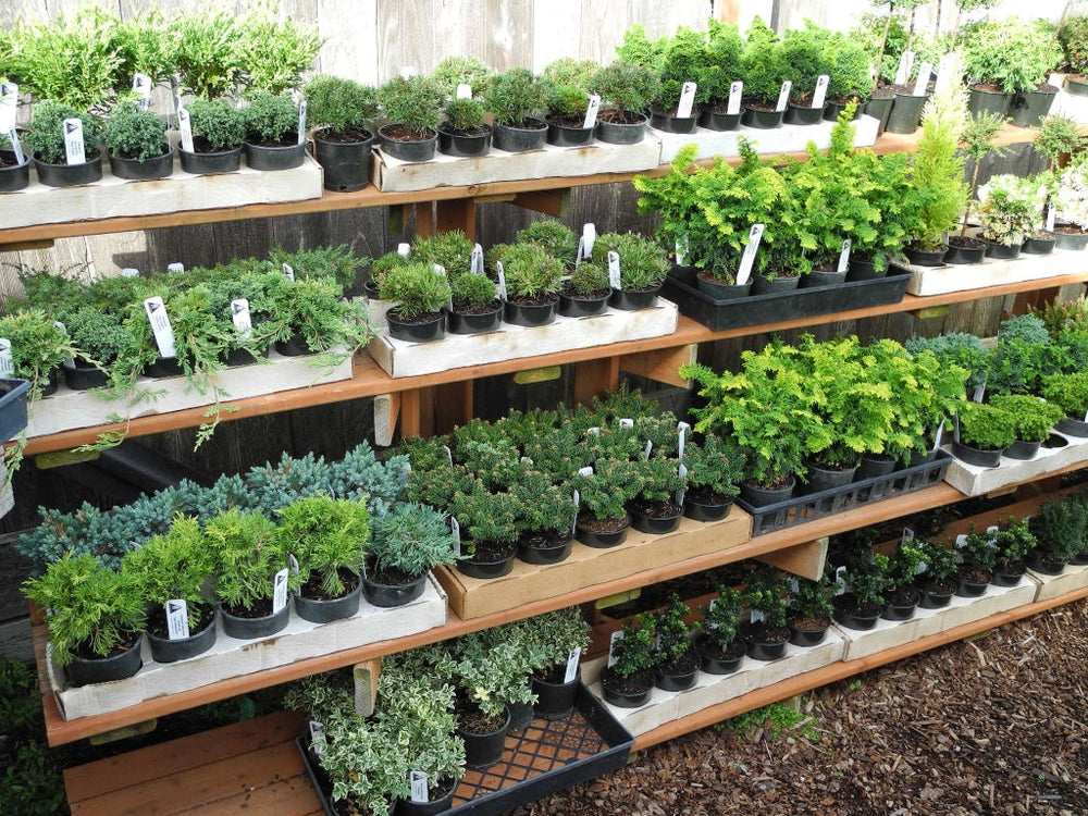 Miniature Garden Plants - True Miniature Trees & Dwarf Plants – Two ...