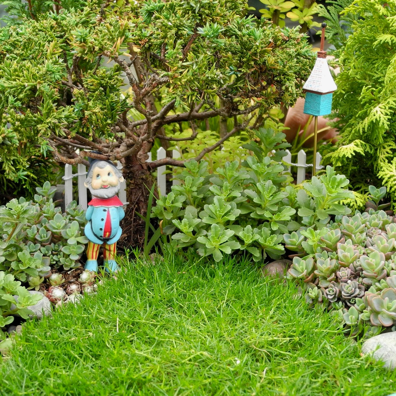 Zone 7 Miniature Plants - Dwarf Trees & Shrubs for Temperate