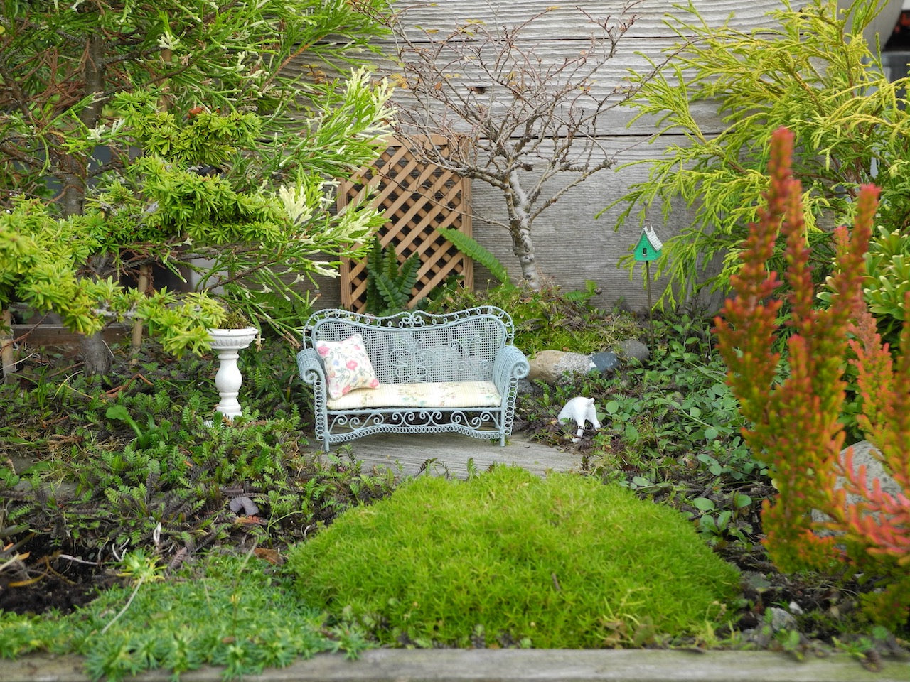 Tall Broad Miniature Trees - Upright Dwarf Evergreens & Shade