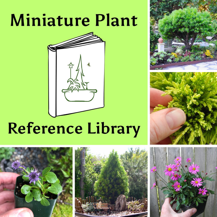 Miniature Plant Reference Library – Two Green Thumbs Miniature Garden ...