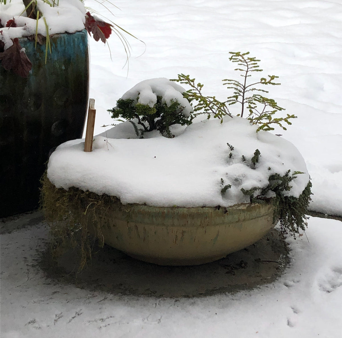 Zone 4 Plants Two Green Thumbs Miniature Garden Center