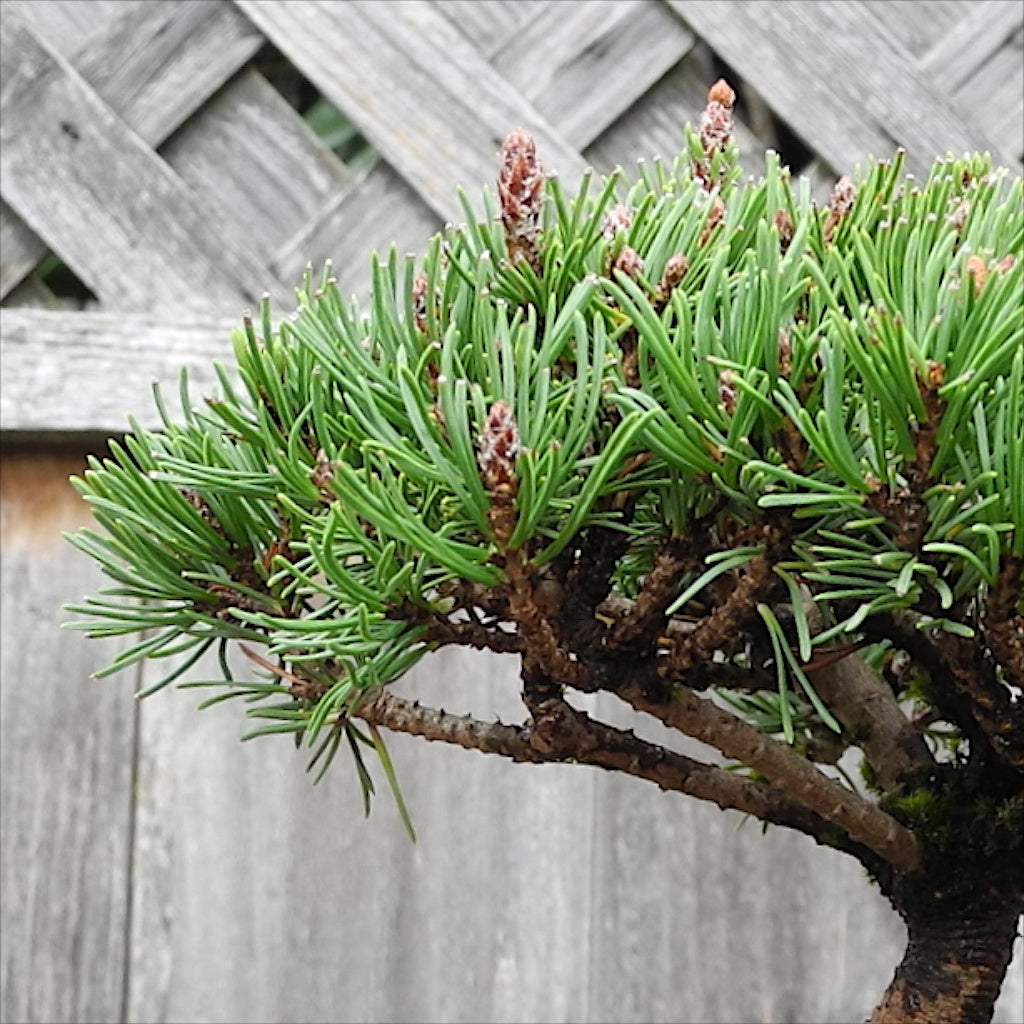 Pre-Bonsai Trees & Shrubs