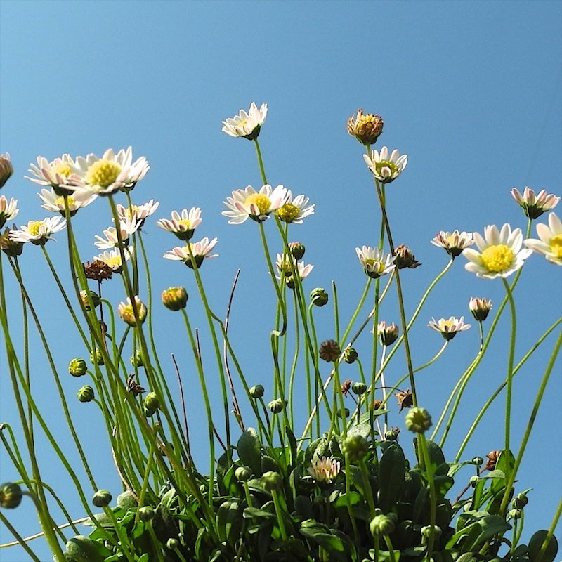 Taller 'Bedding' Plants