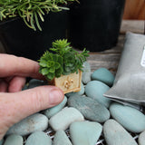 Complete Miniature Garden Cypress Kit, Includes Shipping!