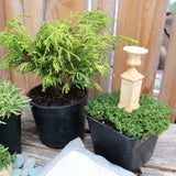 Miniature Garden Cypress Kit, Includes Shipping!