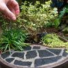 Customized for YOU! A Miniature Garden Kit, eBook & Shipping Included!