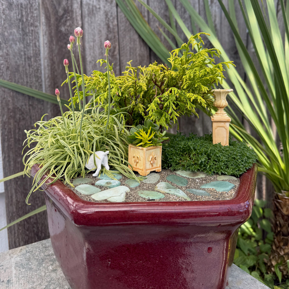 Golden Mop Threadbranch Cypress - Chamaecyparis pisifera 'Golden Mop'