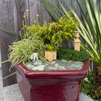 Golden Mop Threadbranch Cypress - Chamaecyparis pisifera 'Golden Mop'