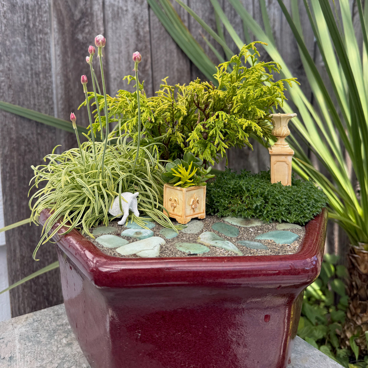 Golden Mop Threadbranch Cypress - Chamaecyparis pisifera 'Golden Mop'