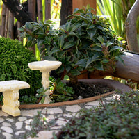 Rock Garden Japanese Holly - Ilex crenata 'Rock Garden'